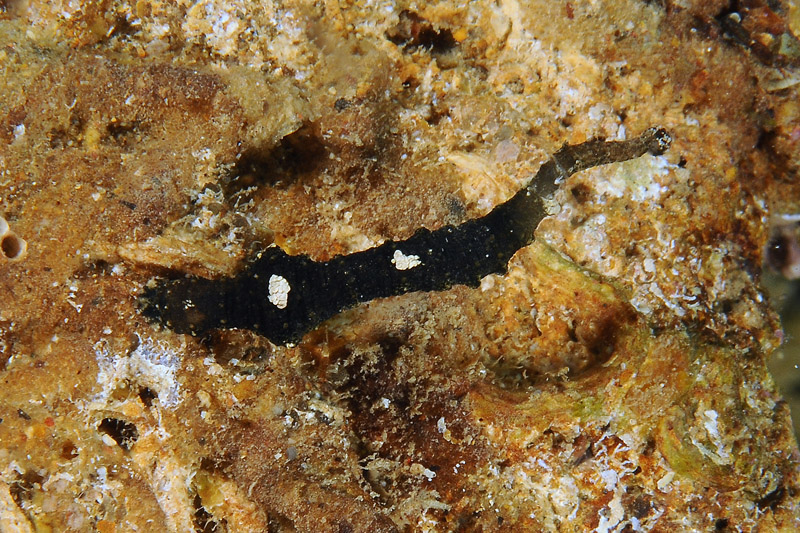 Pontobdella cf. aculeata dall''Isola del Giglio